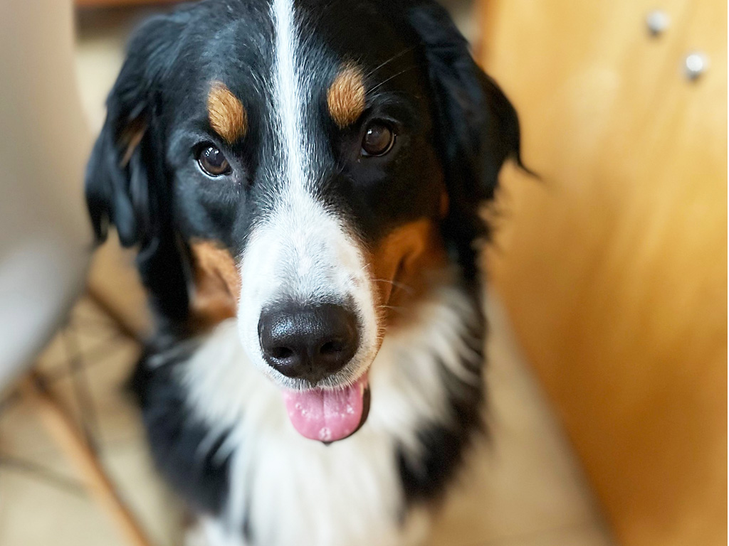 主任研究員のボニー